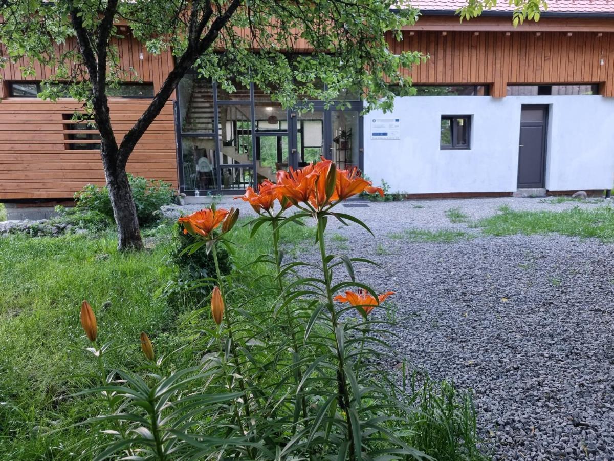 Aster Panzio Bed and Breakfast Cîmpu Cetăţii Exteriör bild